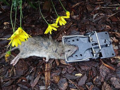 rodent trapping